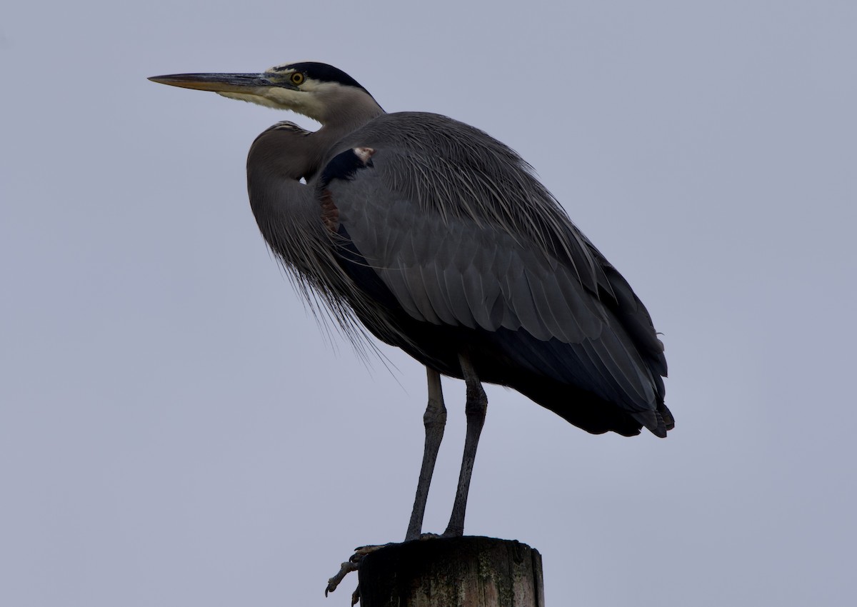 Great Blue Heron - ML646368476