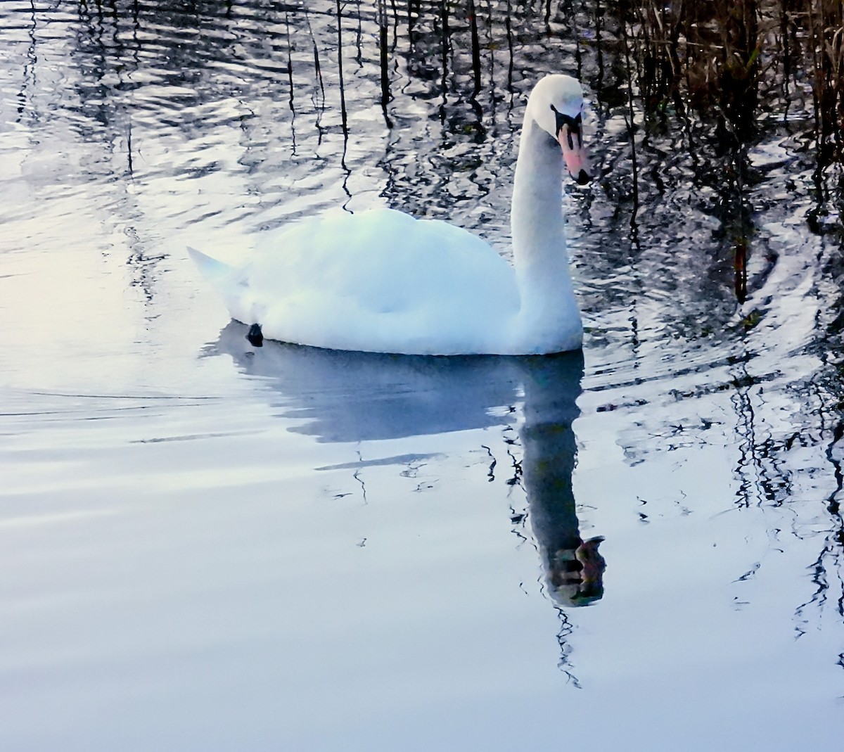 Mute Swan - ML646368477
