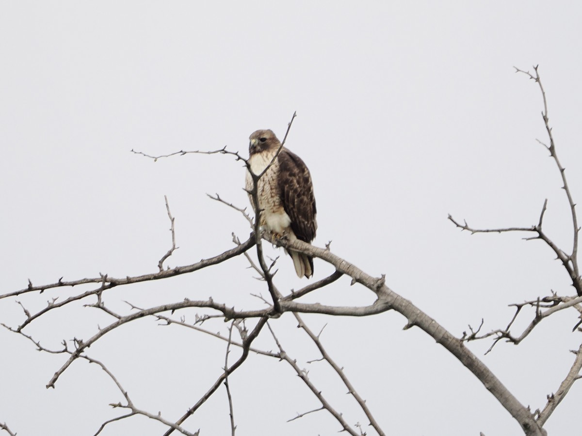 Red-tailed Hawk - ML646368478