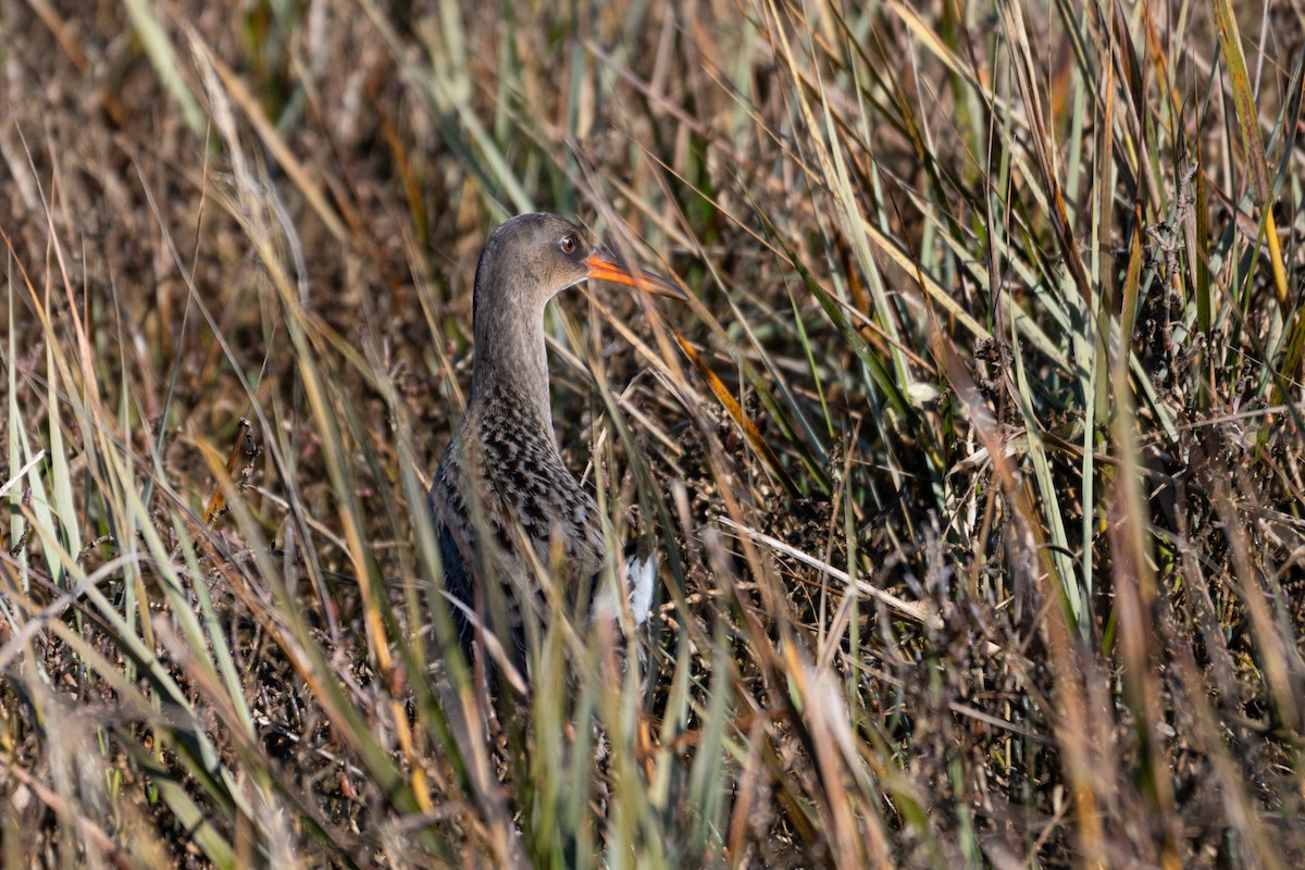 Ridgway's Rail - ML646368479