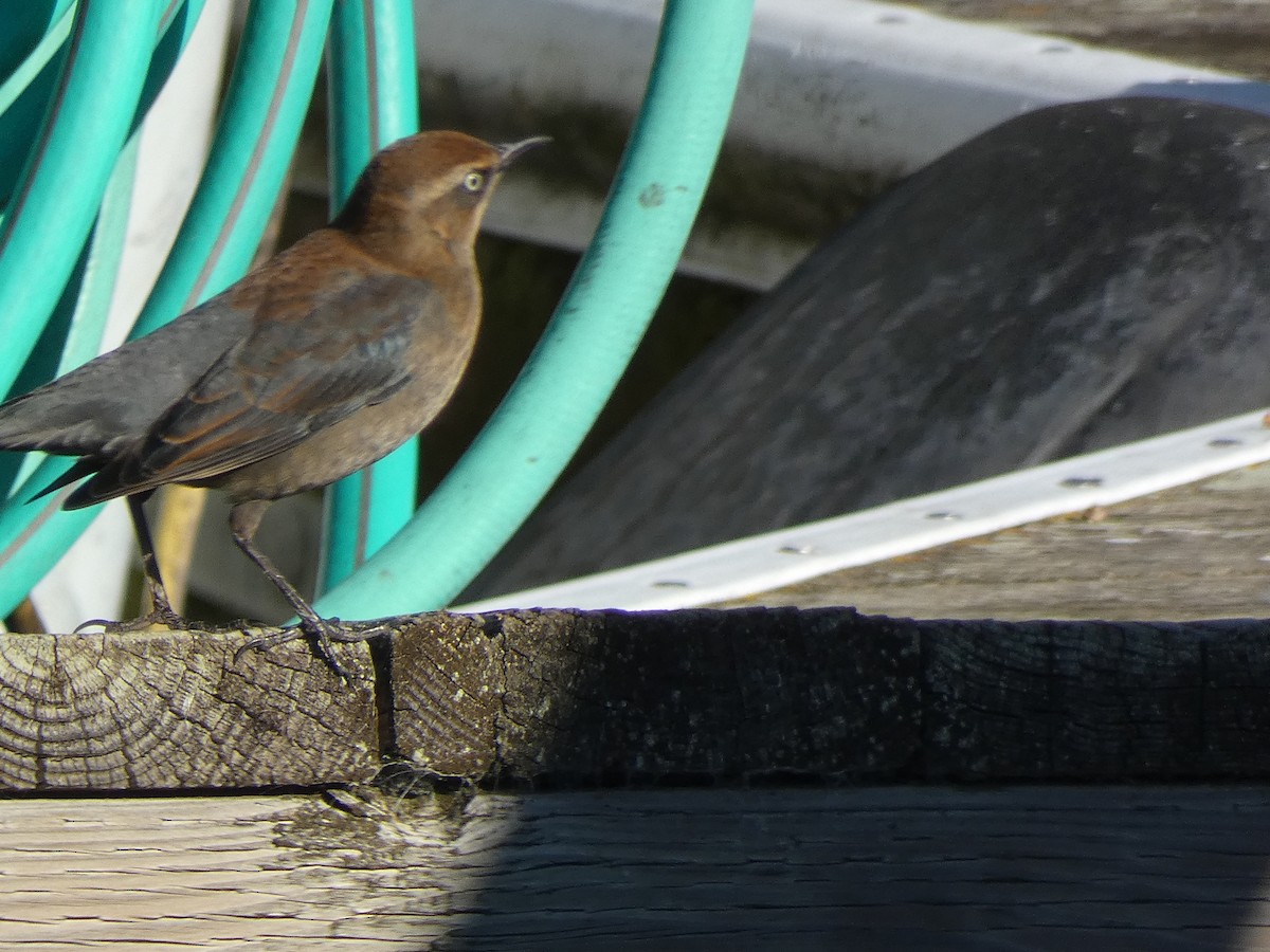 Rusty Blackbird - ML646368480