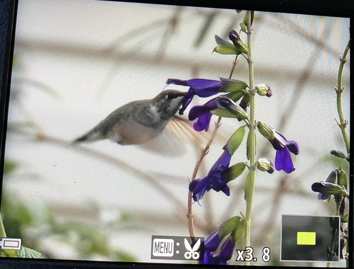 Black-chinned Hummingbird - ML646368481