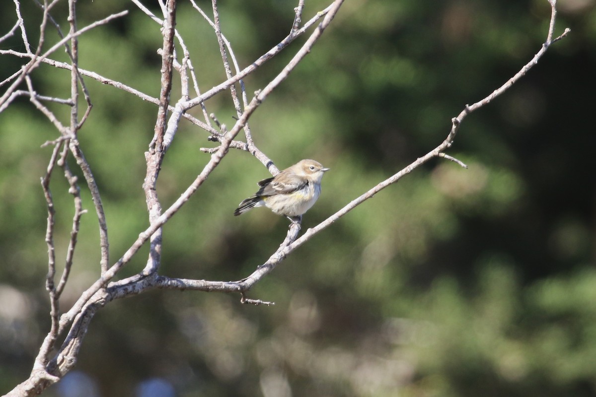 Yellow-rumped Warbler (Myrtle) - ML646368486