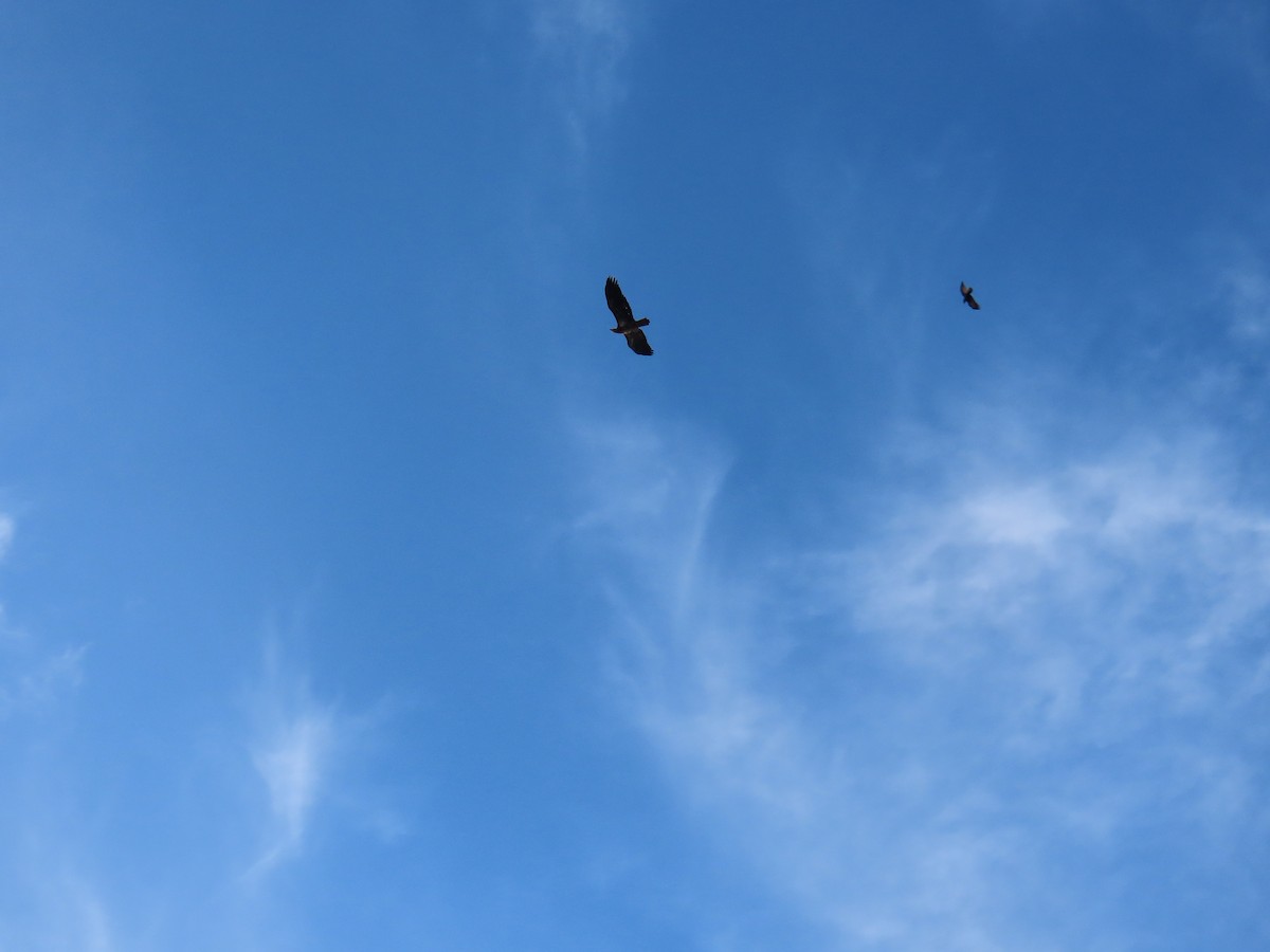 Bald Eagle - ML646368487