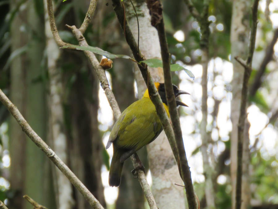 Nelicourvi Weaver - ML646368489