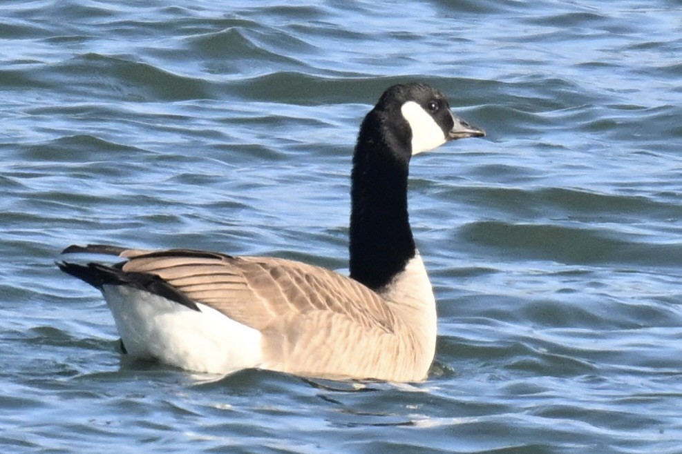 berneška velká - ML646368495