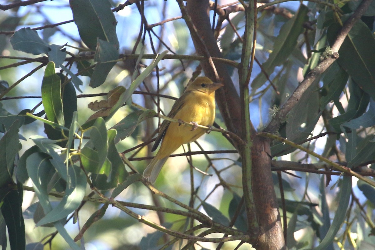 Summer Tanager - ML646368496