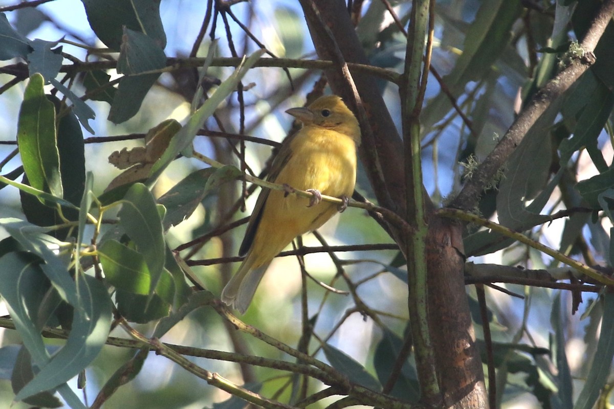 Summer Tanager - ML646368497