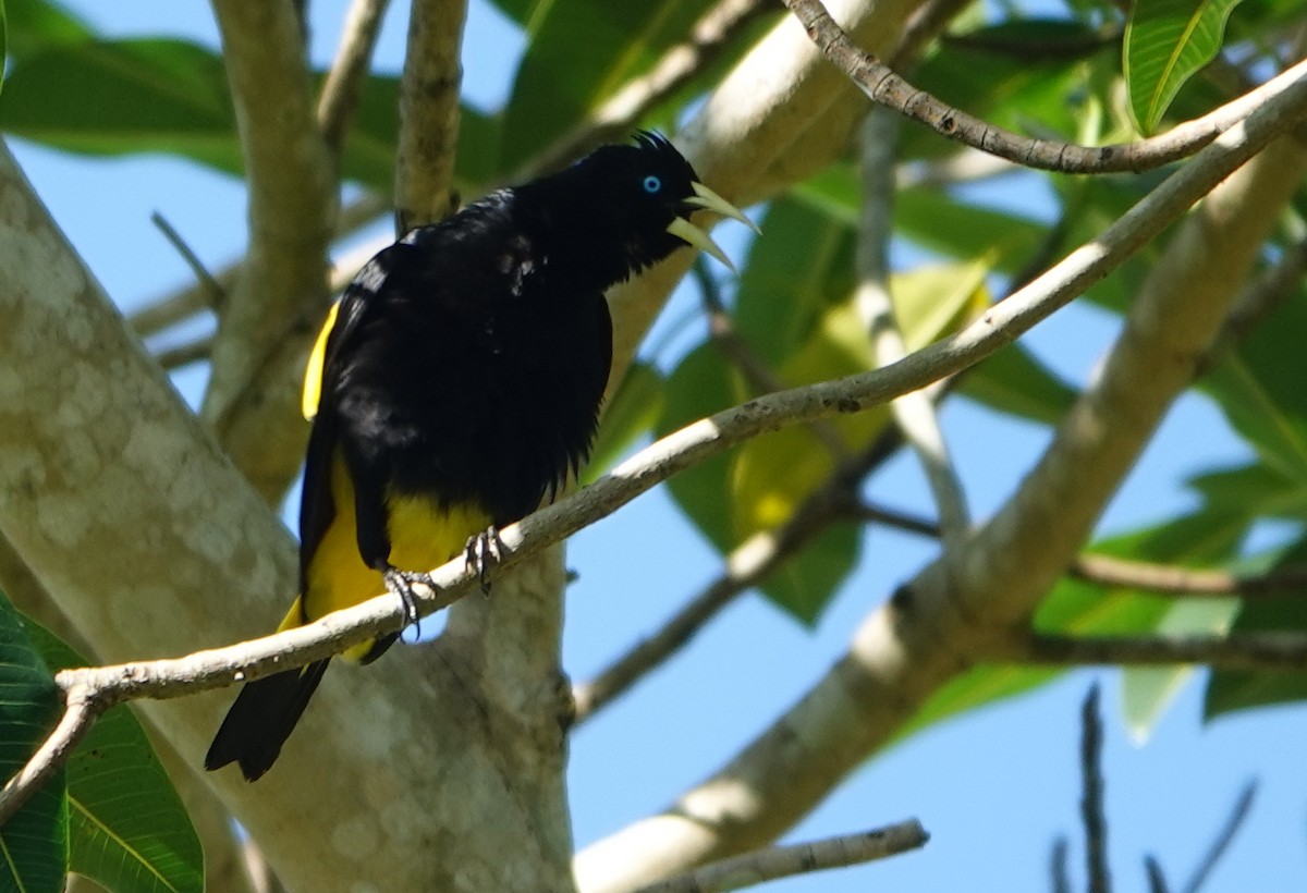 Yellow-rumped Cacique - ML646368498