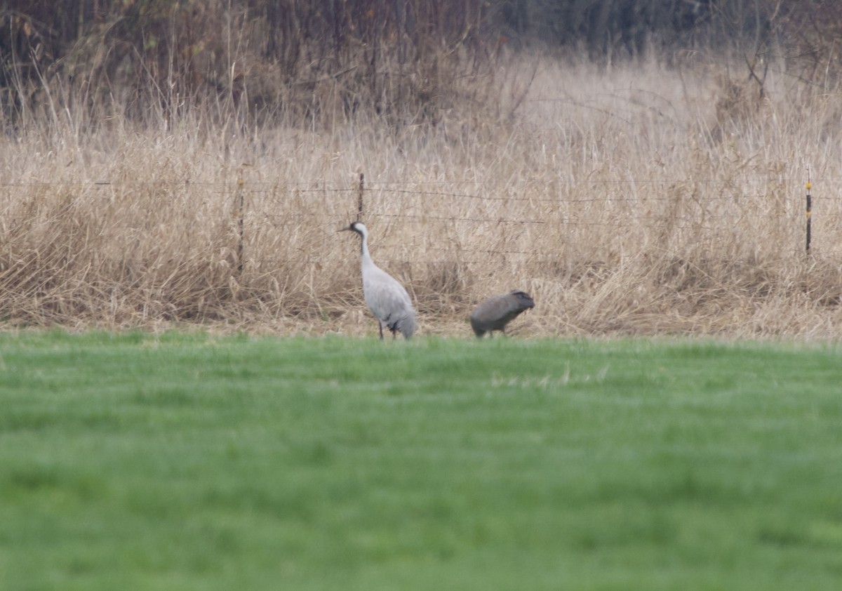 Common Crane - ML646368499