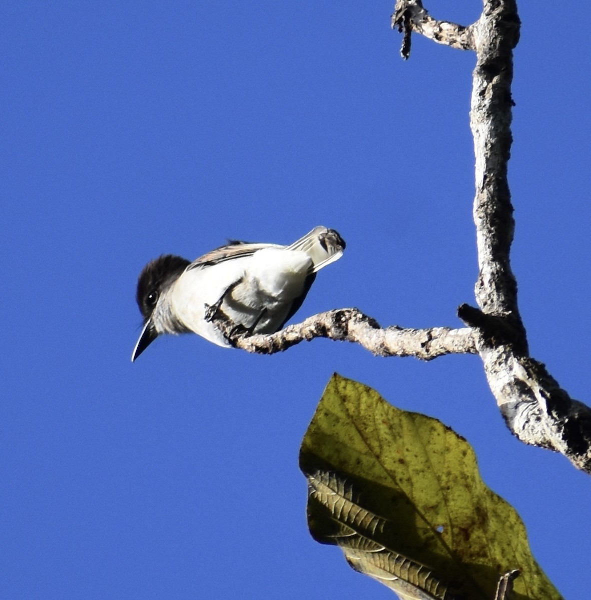 Loggerhead Kingbird (Puerto Rico) - ML646368501