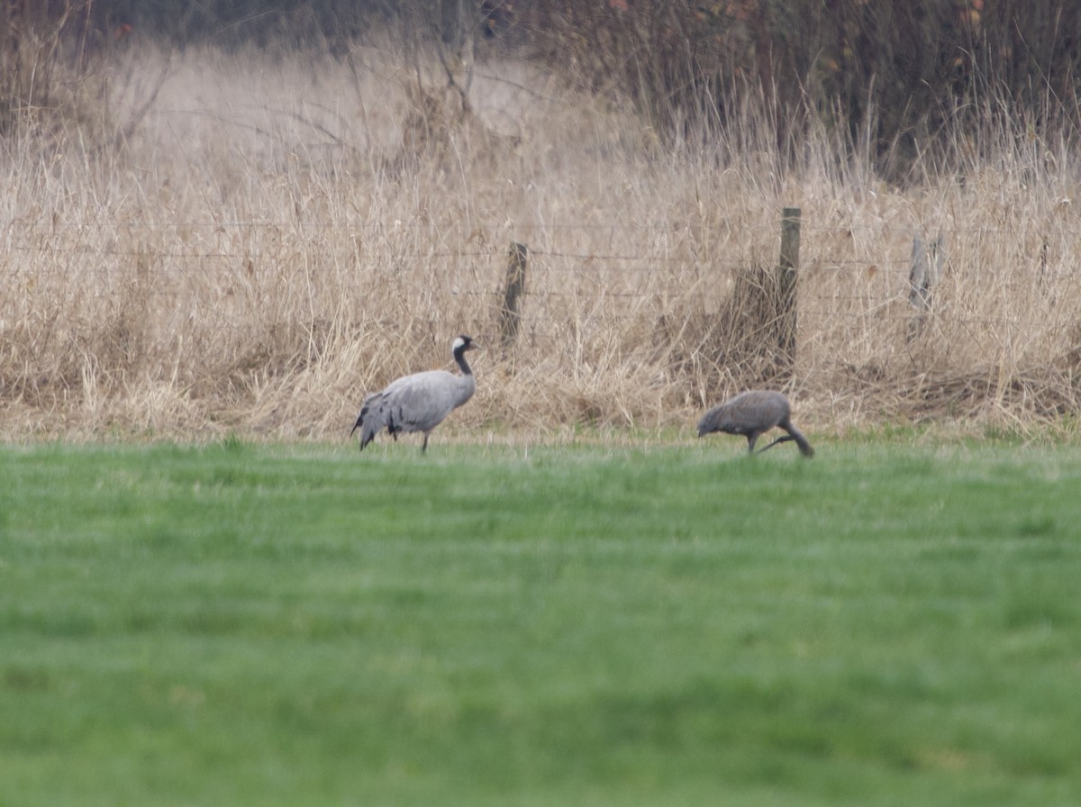 Common Crane - ML646368502