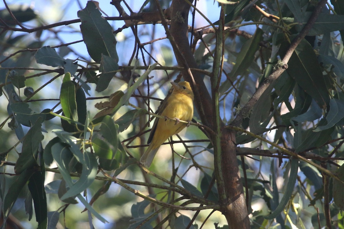 Summer Tanager - ML646368503