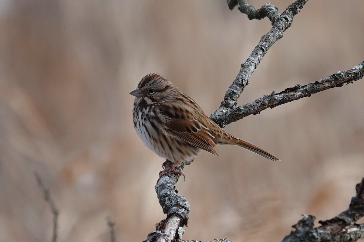 Song Sparrow - ML646368504