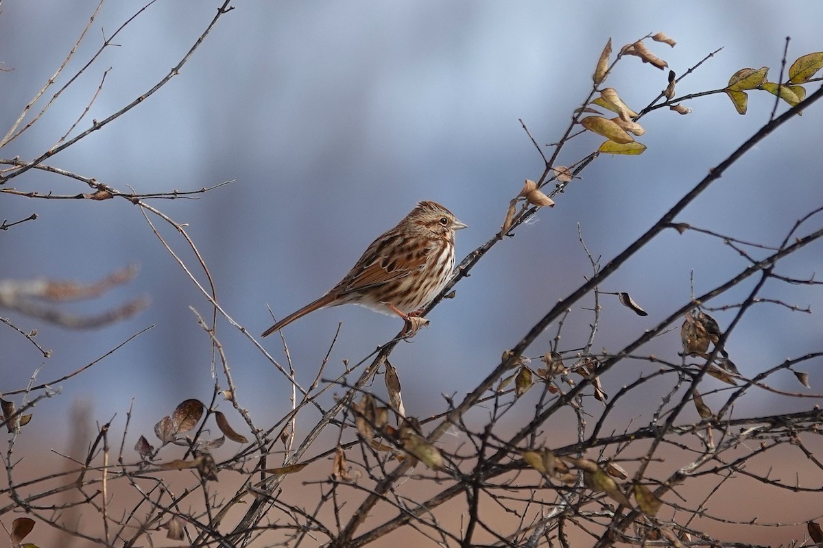 Song Sparrow - ML646368505