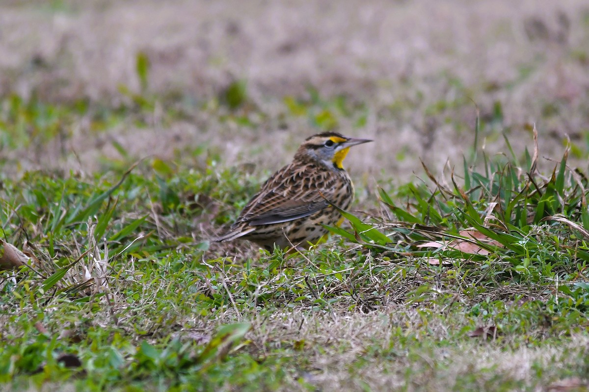 Eastern Meadowlark - ML646368507