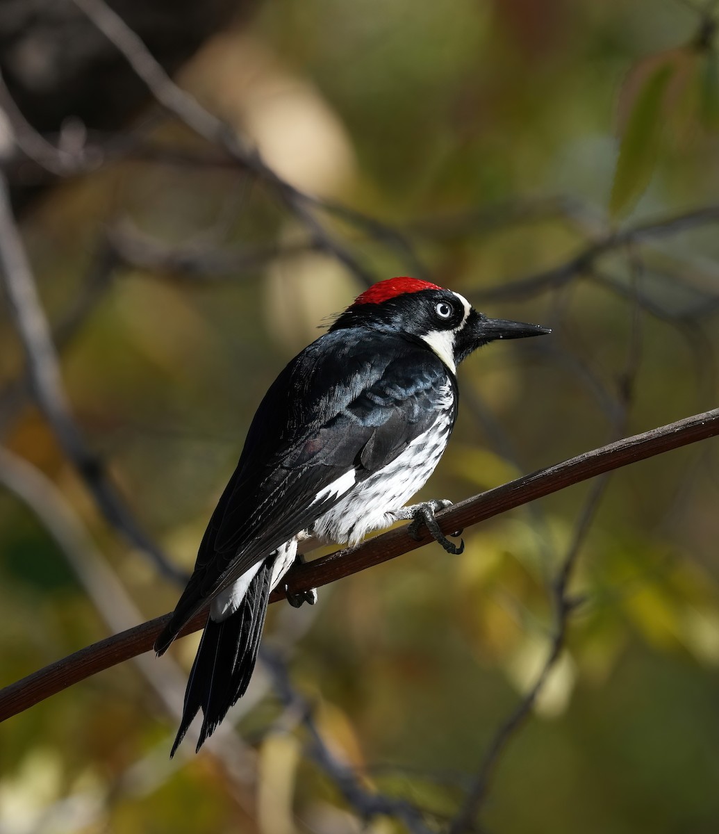 Acorn Woodpecker - ML646368512