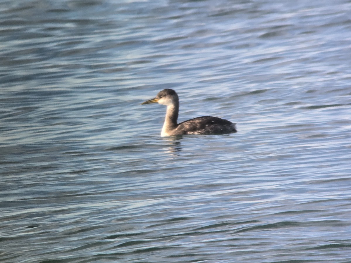 Red-necked Grebe - ML646368513