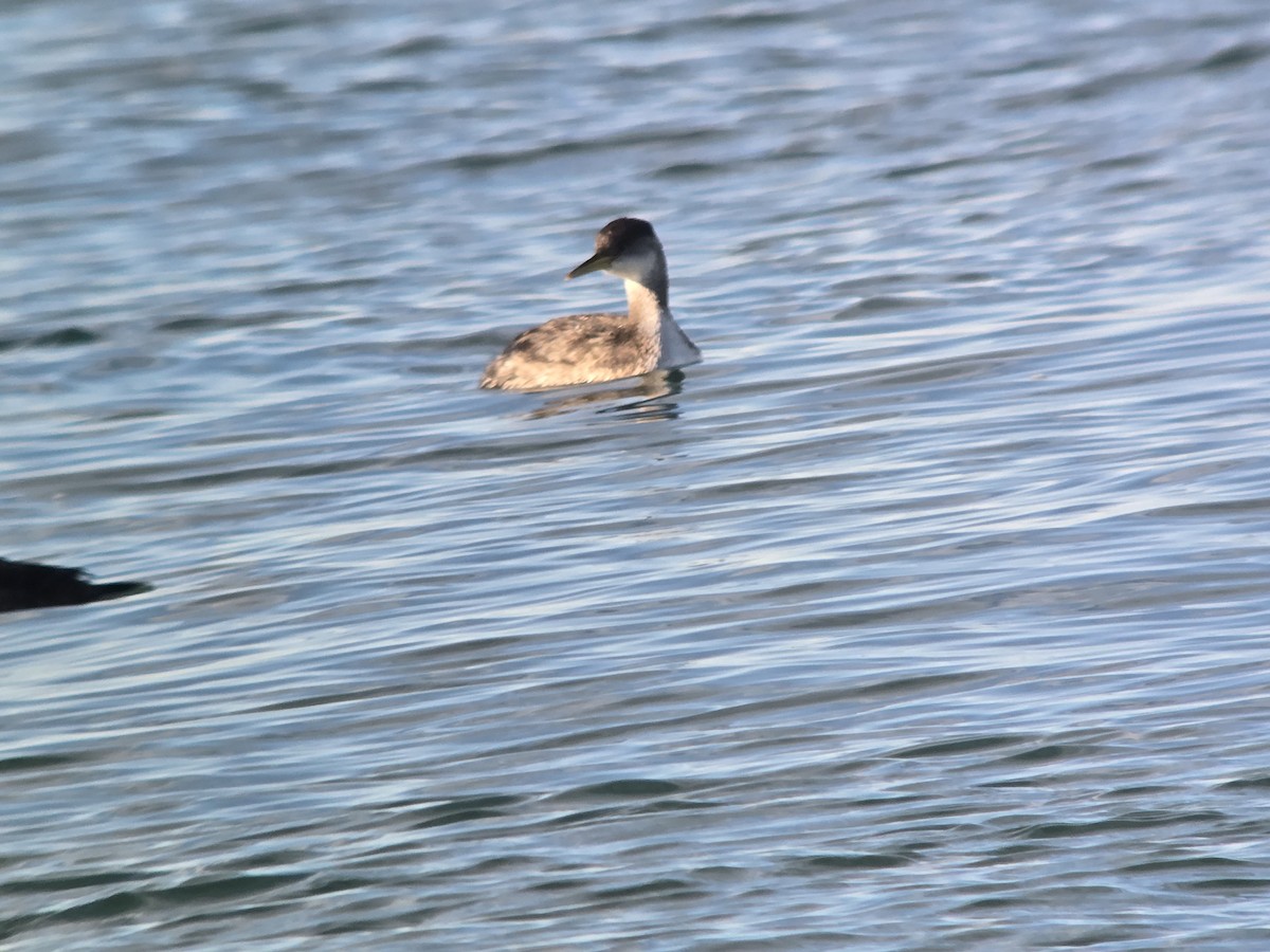 Red-necked Grebe - ML646368514
