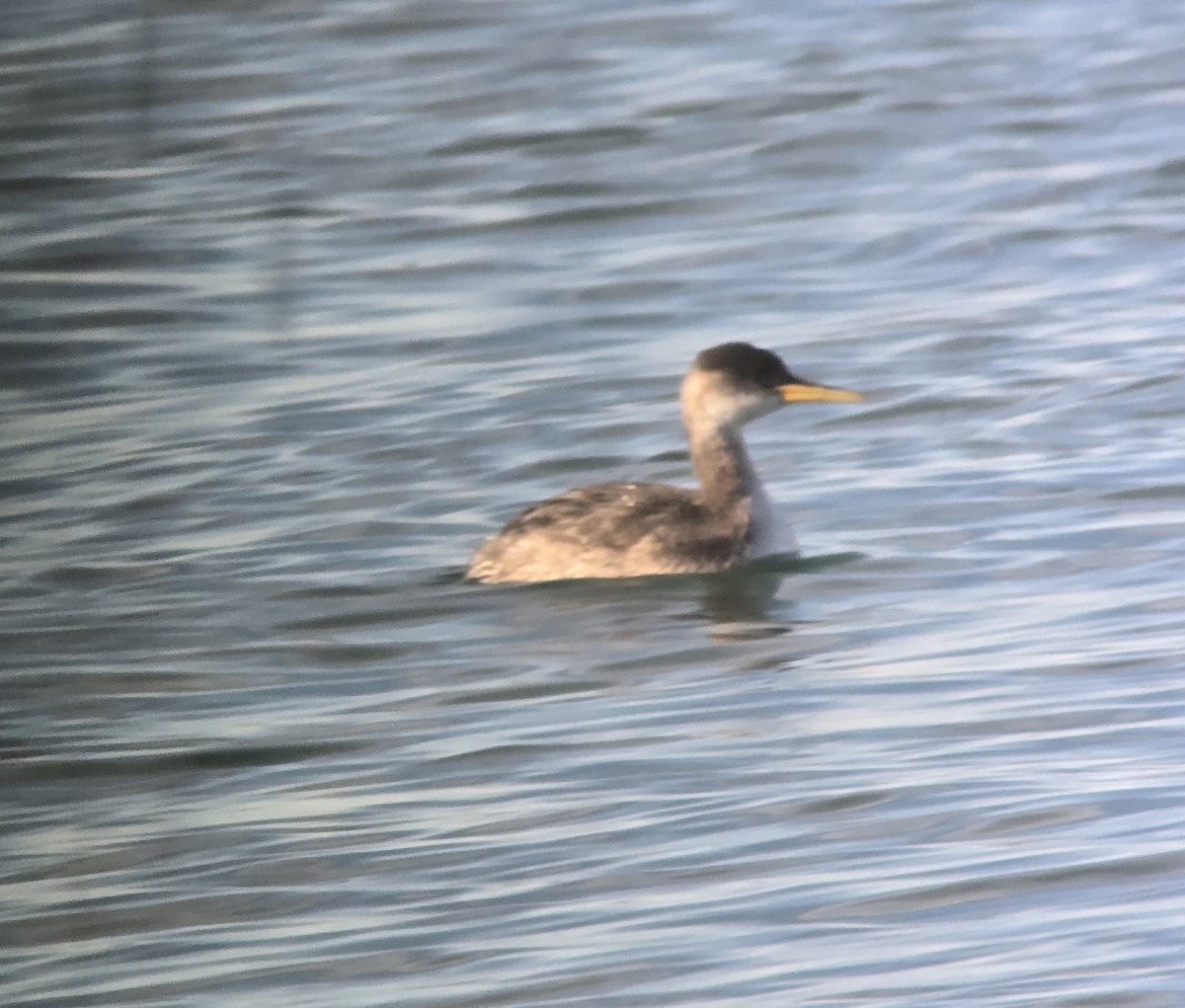 Red-necked Grebe - ML646368515
