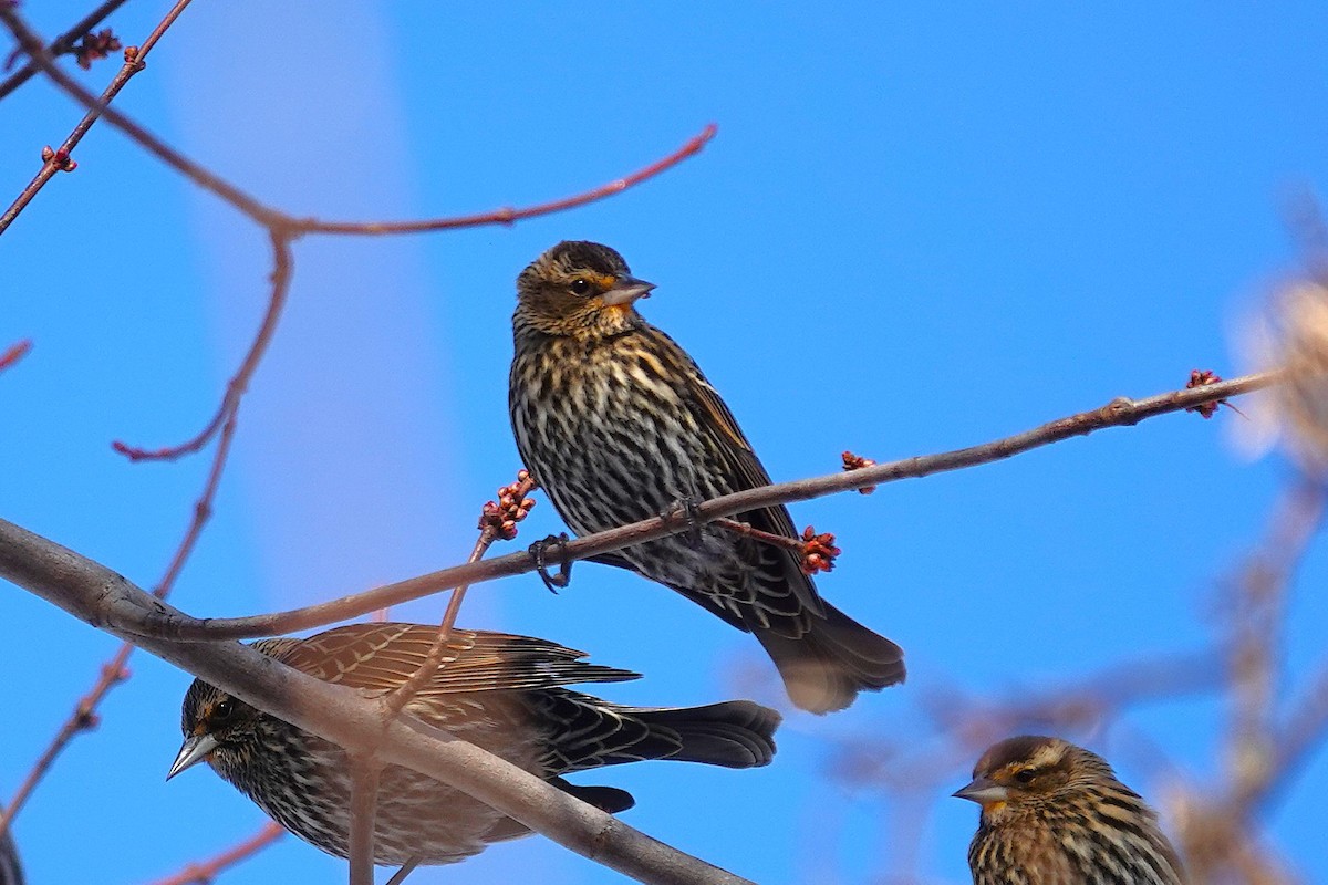 Red-winged Blackbird - ML646368516