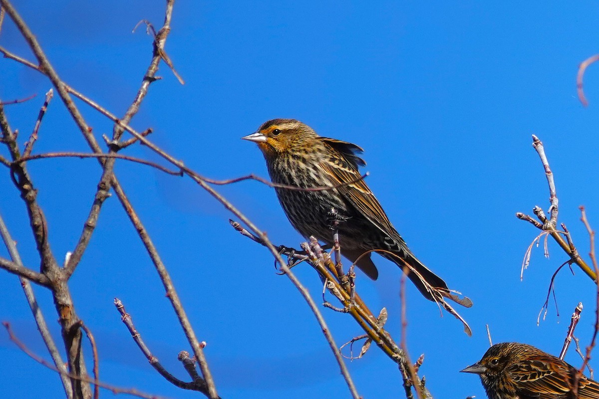 Red-winged Blackbird - ML646368517