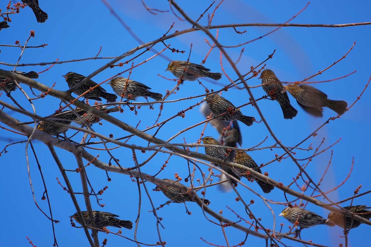 Red-winged Blackbird - ML646368518