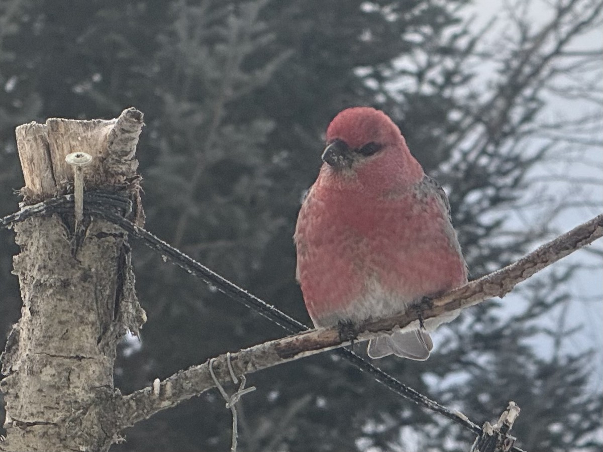 ギンザンマシコ - ML646368519