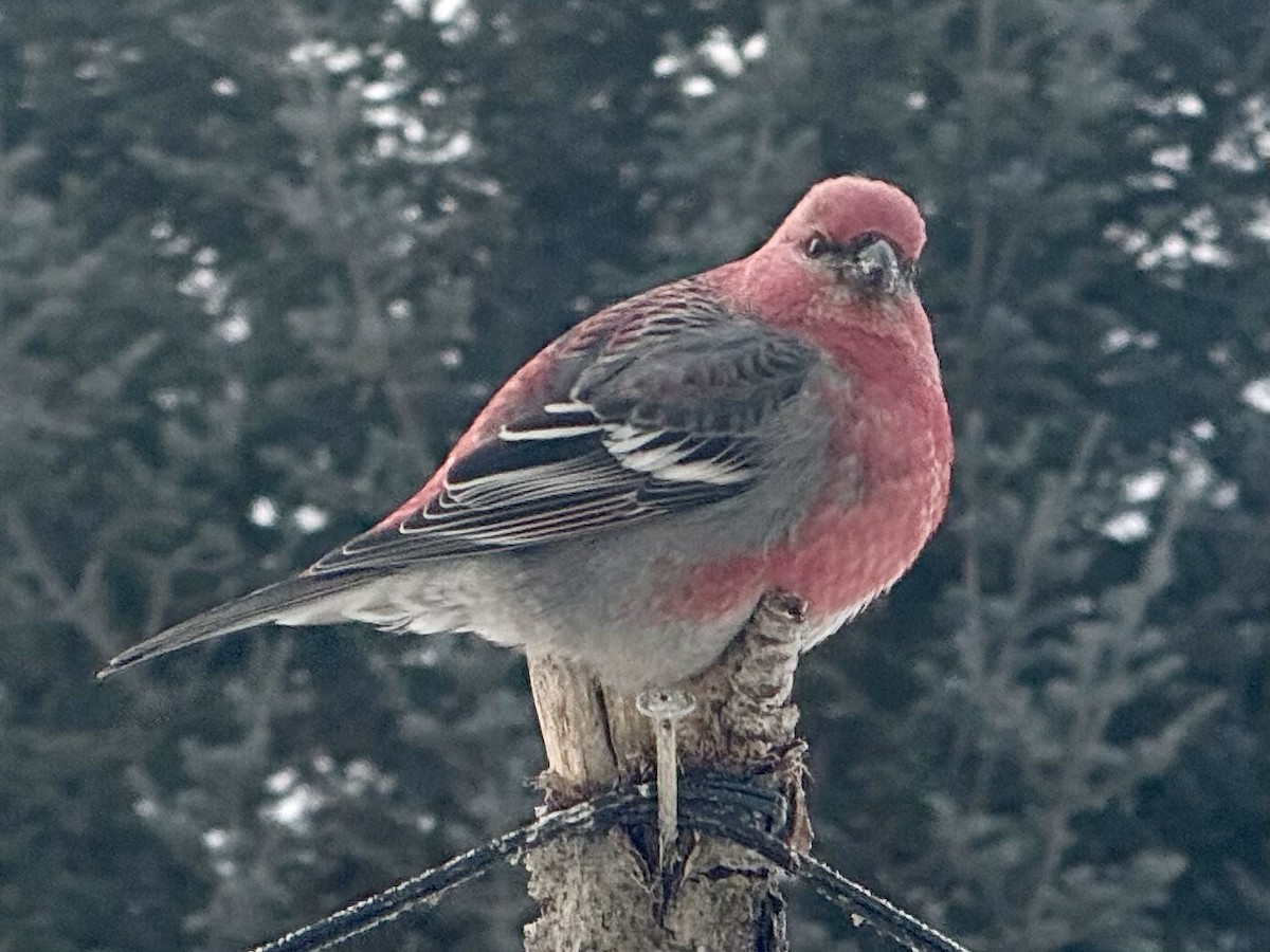 ギンザンマシコ - ML646368520