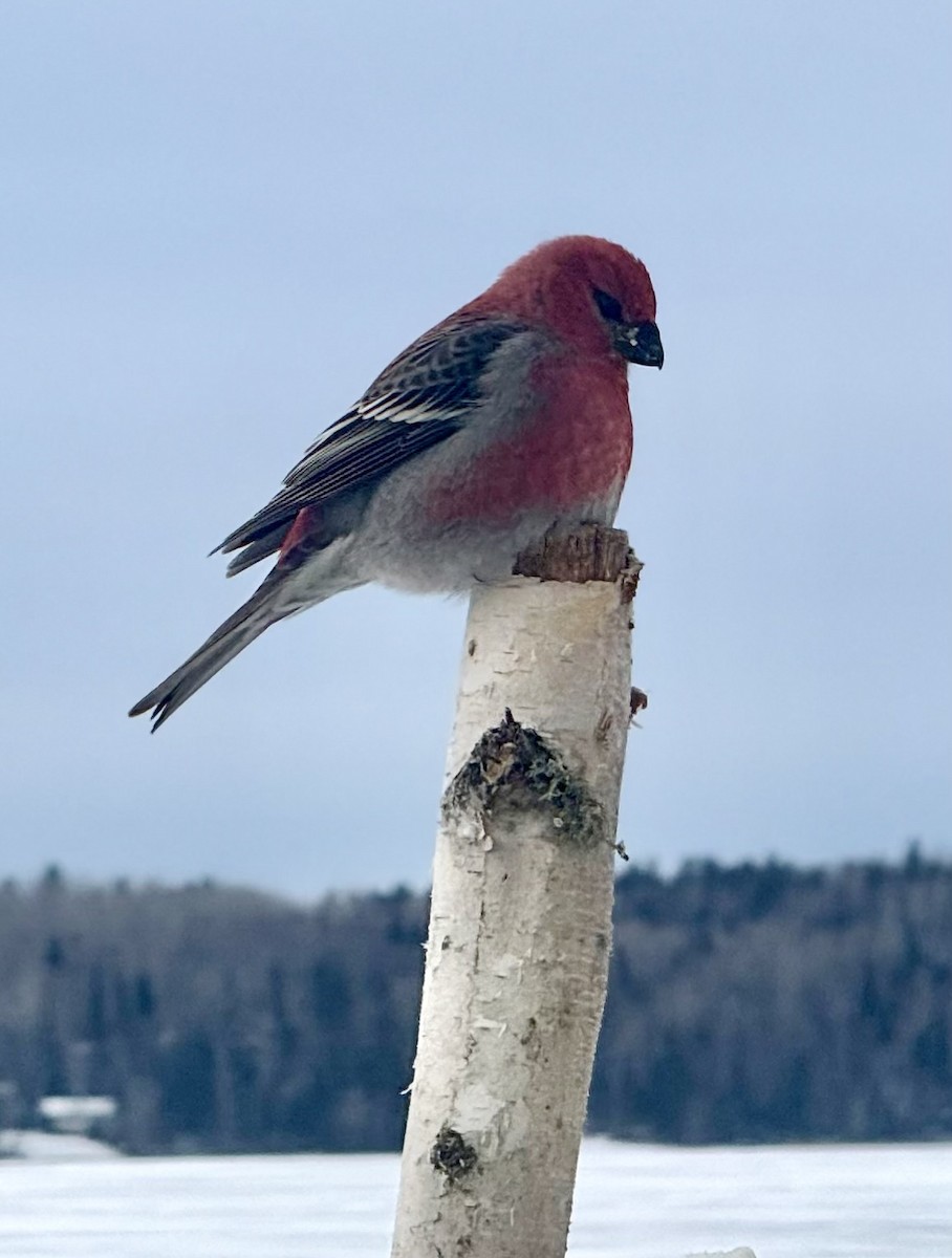 ギンザンマシコ - ML646368521