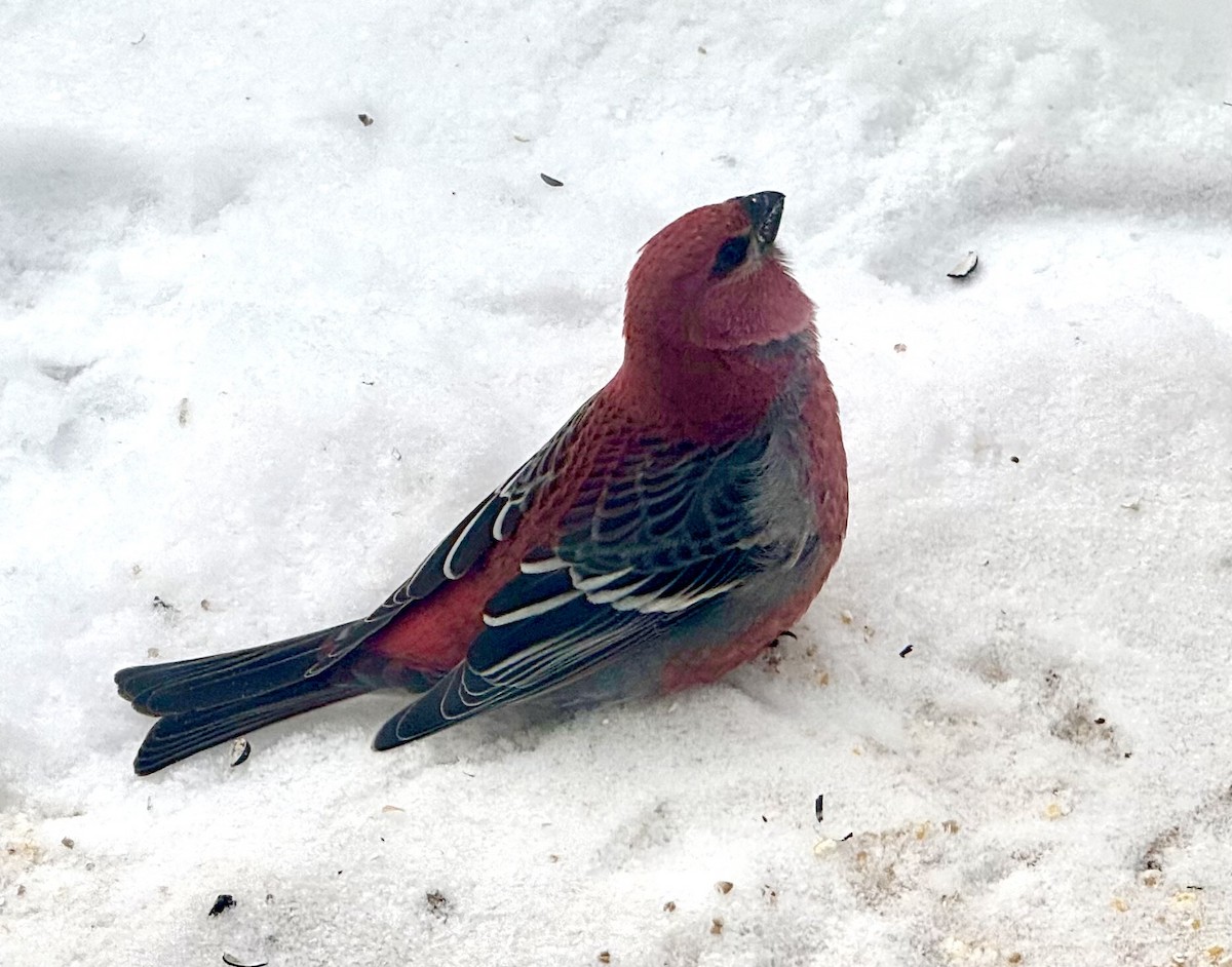 ギンザンマシコ - ML646368522