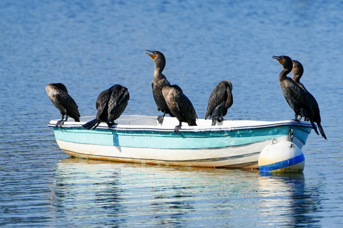 totoppskarv - ML646368523