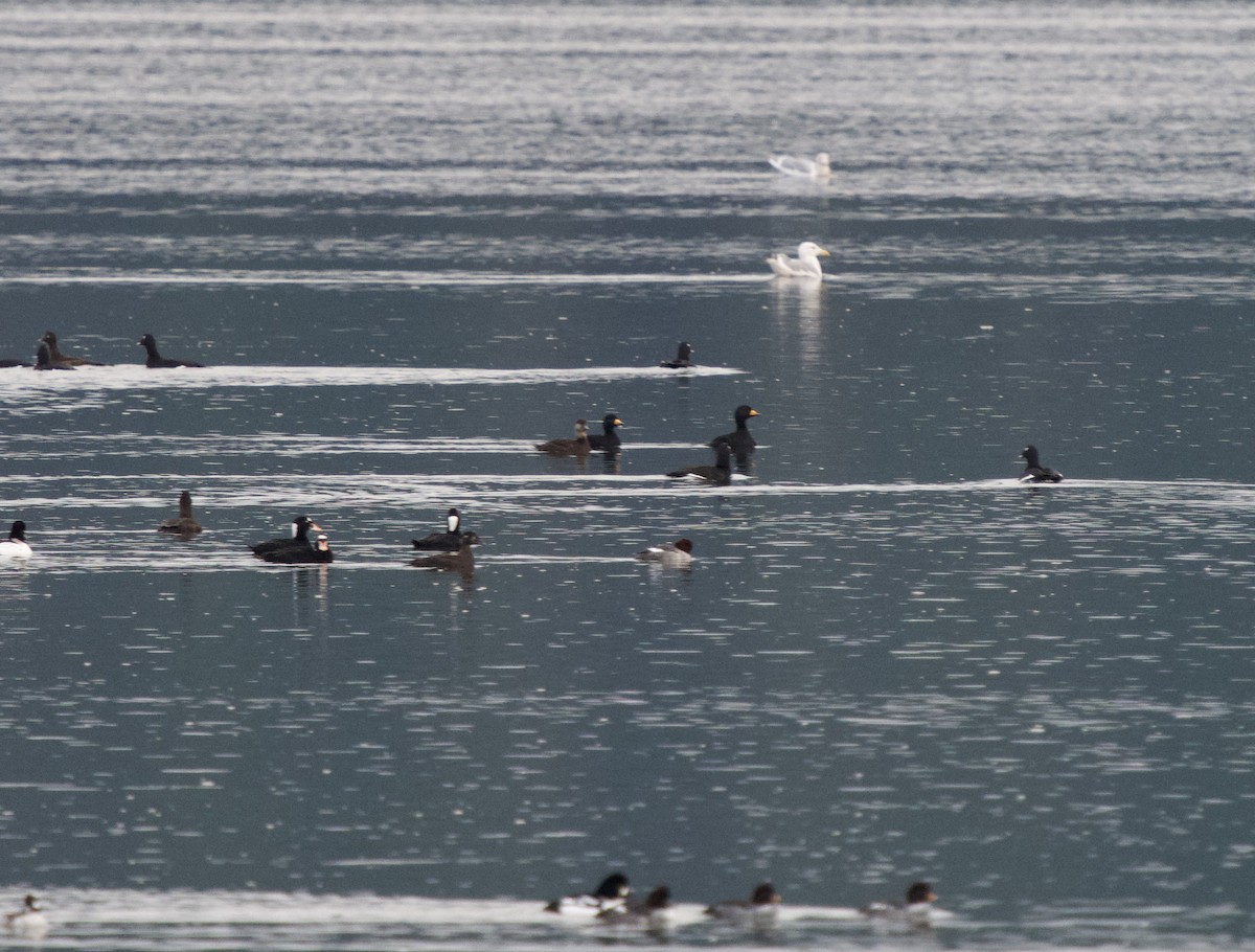 Black Scoter - ML646368524