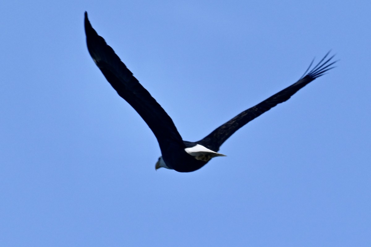 orel bělohlavý - ML646368525