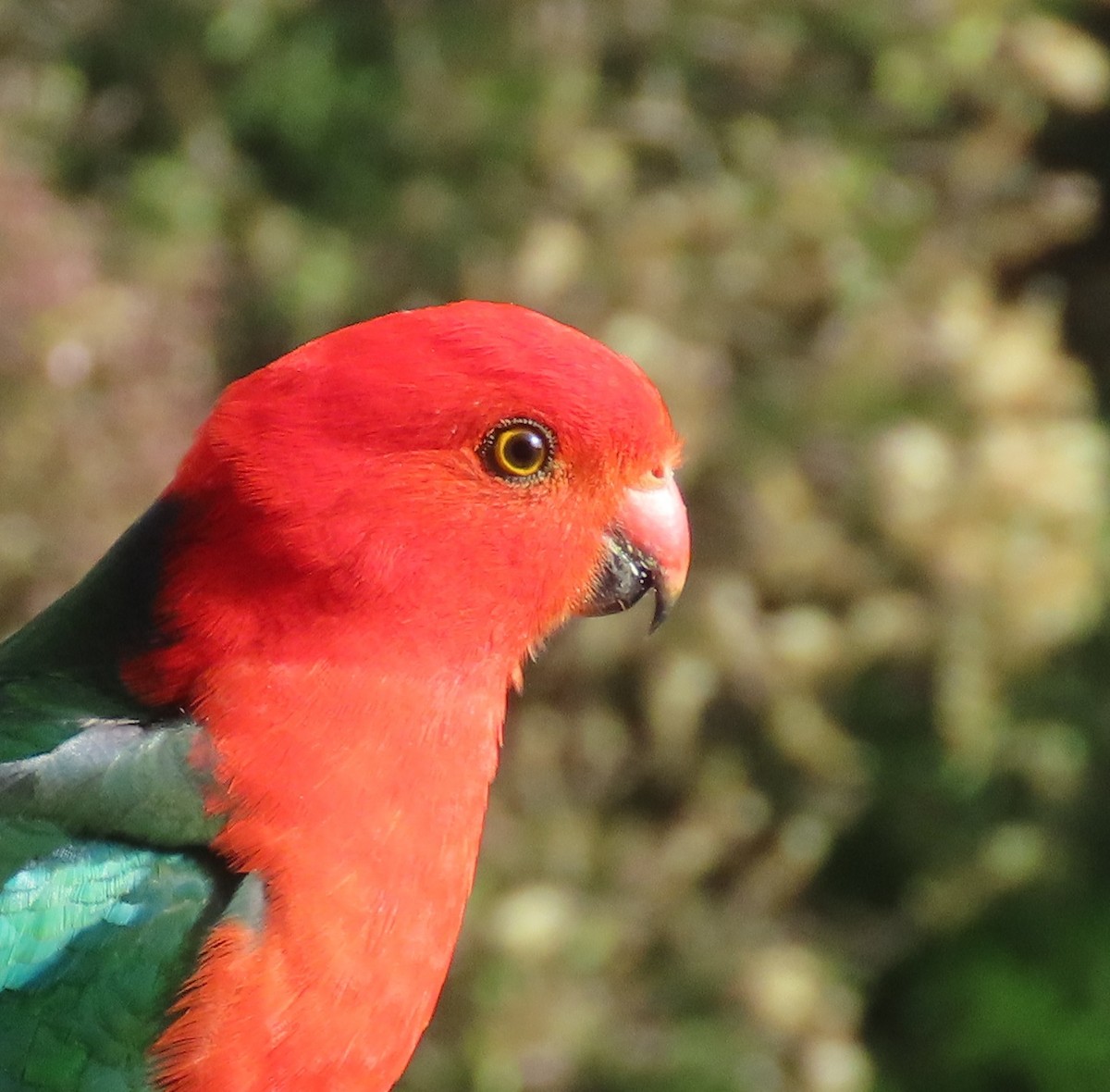 Australian King-Parrot - ML646368526