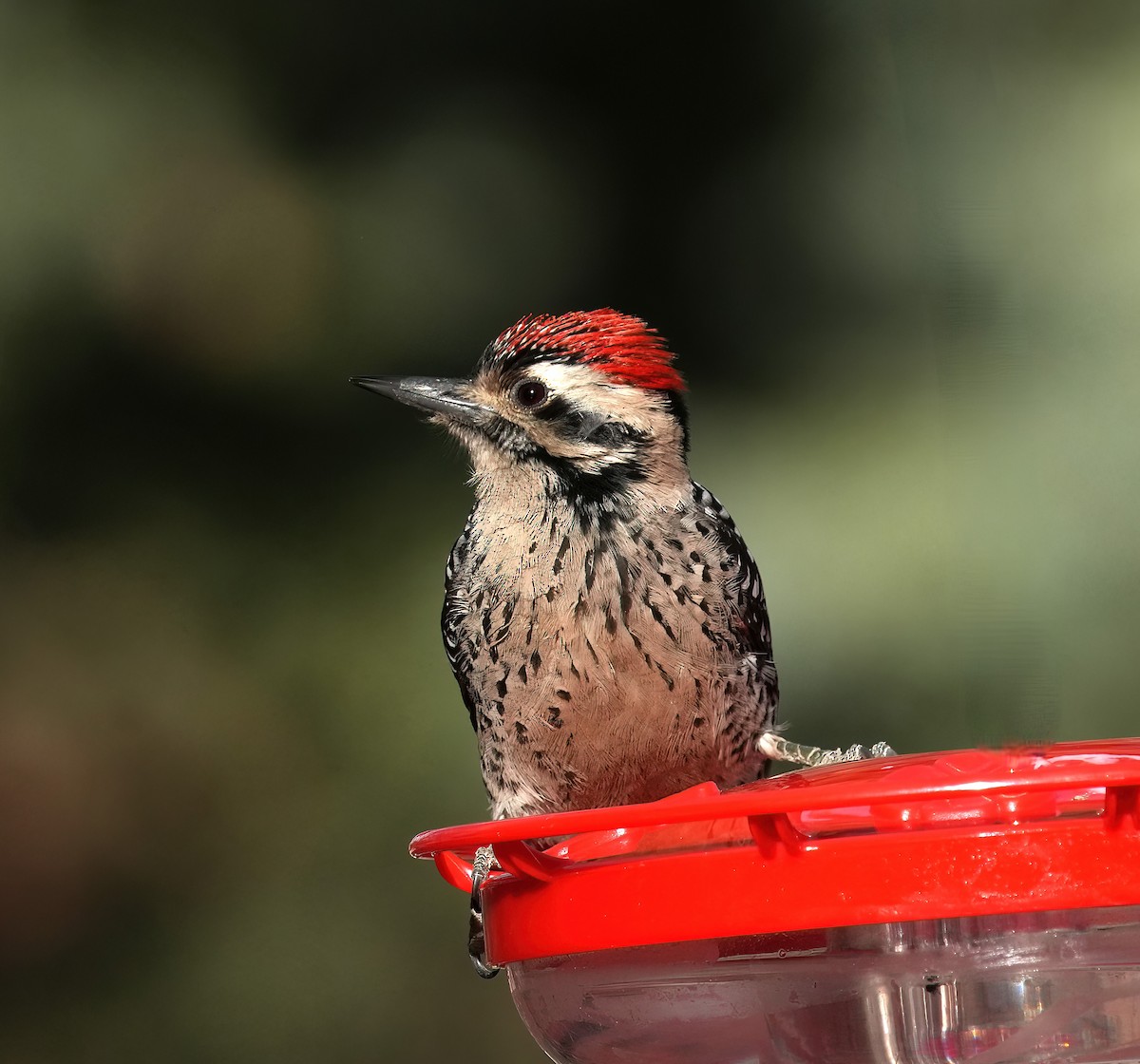 Ladder-backed Woodpecker - ML646368527