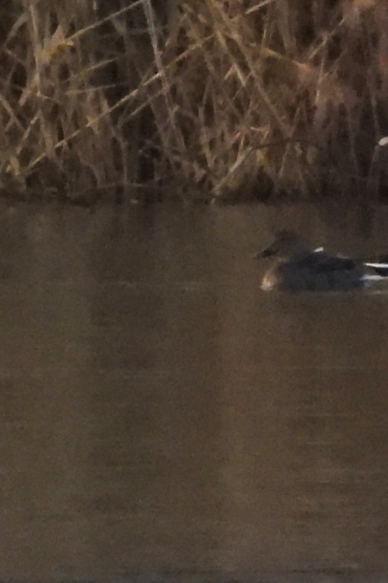 オカヨシガモ - ML646368528