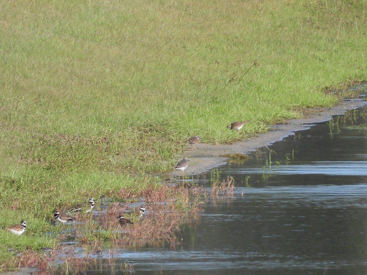 Killdeer - ML646368530