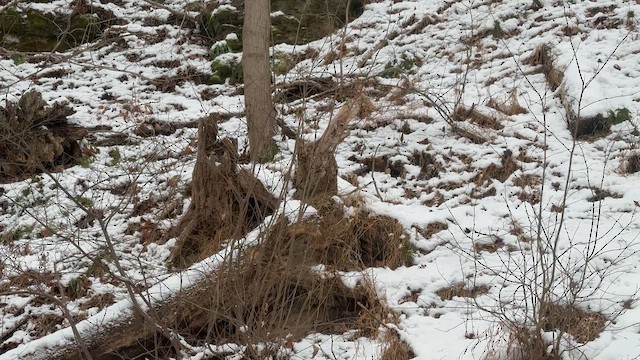Winter Wren - ML646368531