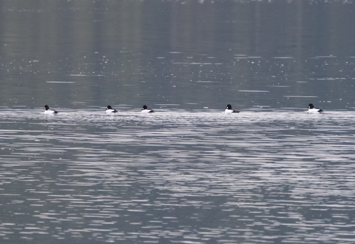 Common Goldeneye - ML646368534