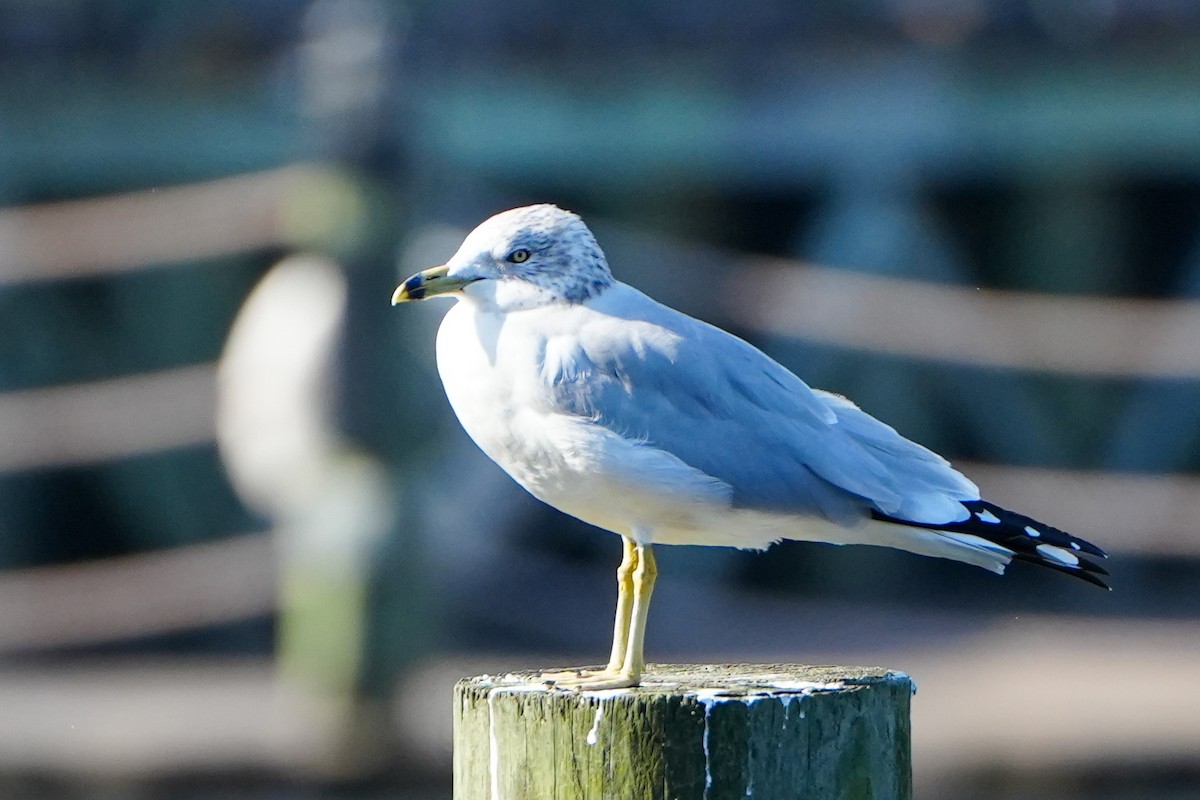 Goéland à bec cerclé - ML646368535