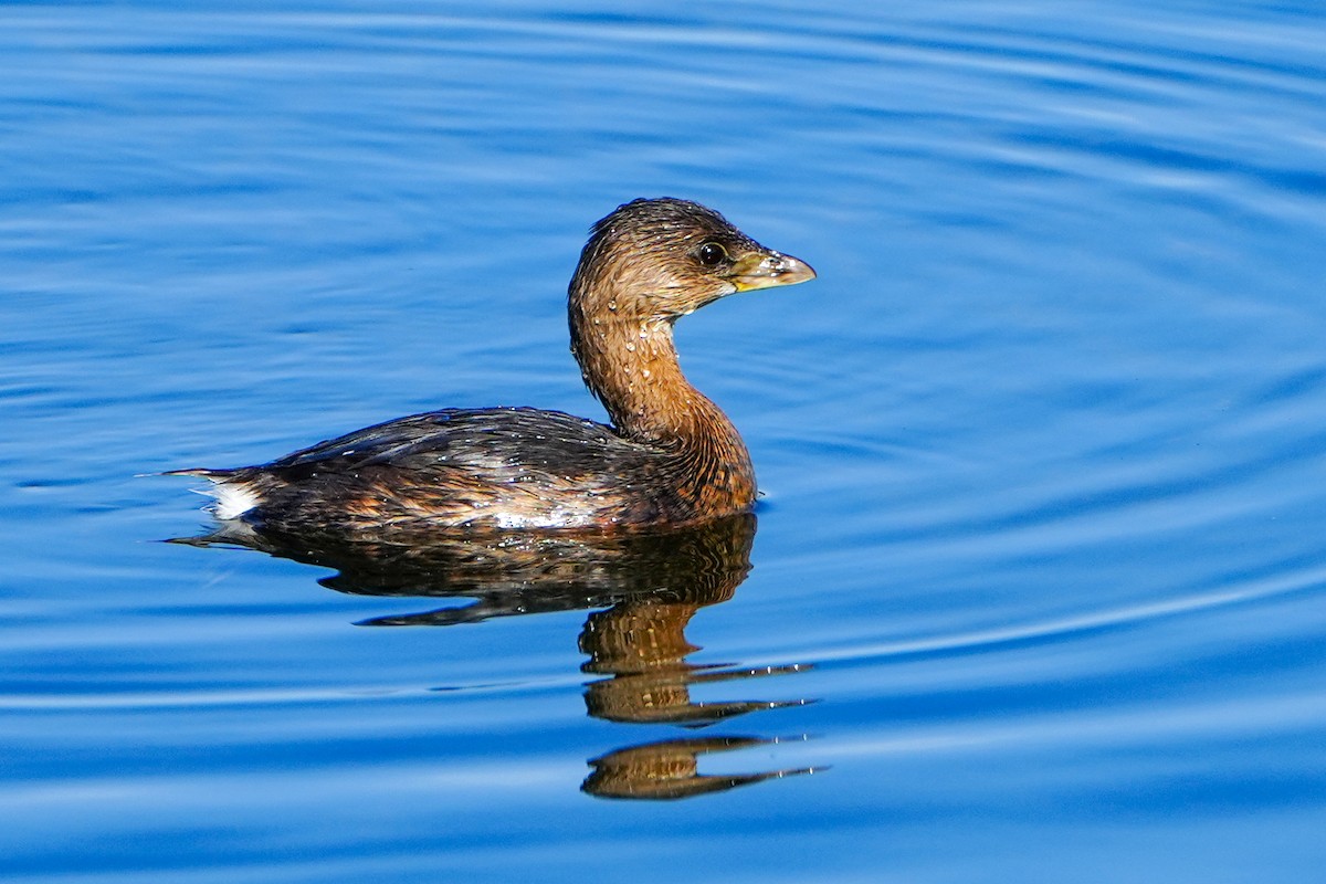Grèbe à bec bigarré - ML646368539