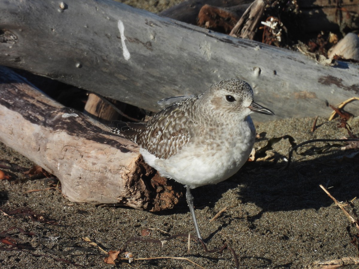 Chorlito Gris - ML646368541