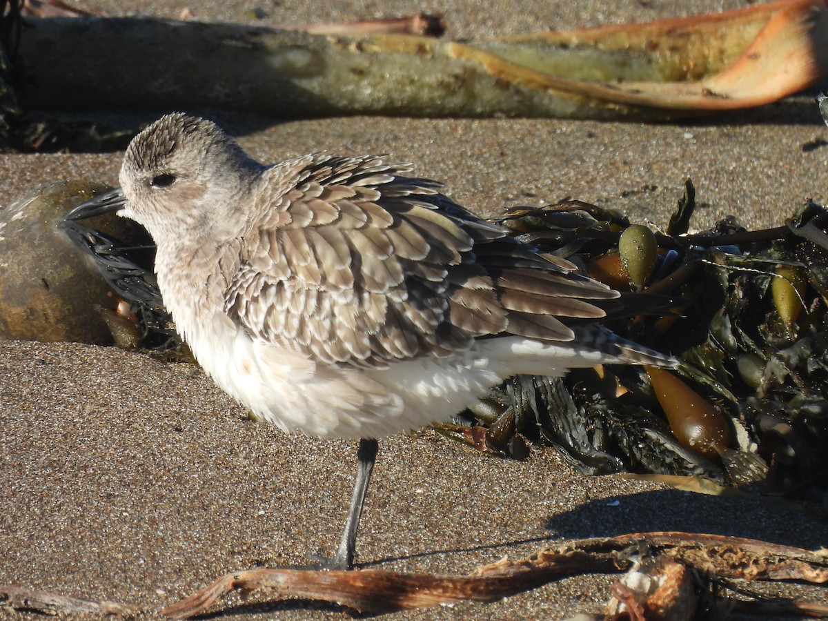 Chorlito Gris - ML646368542