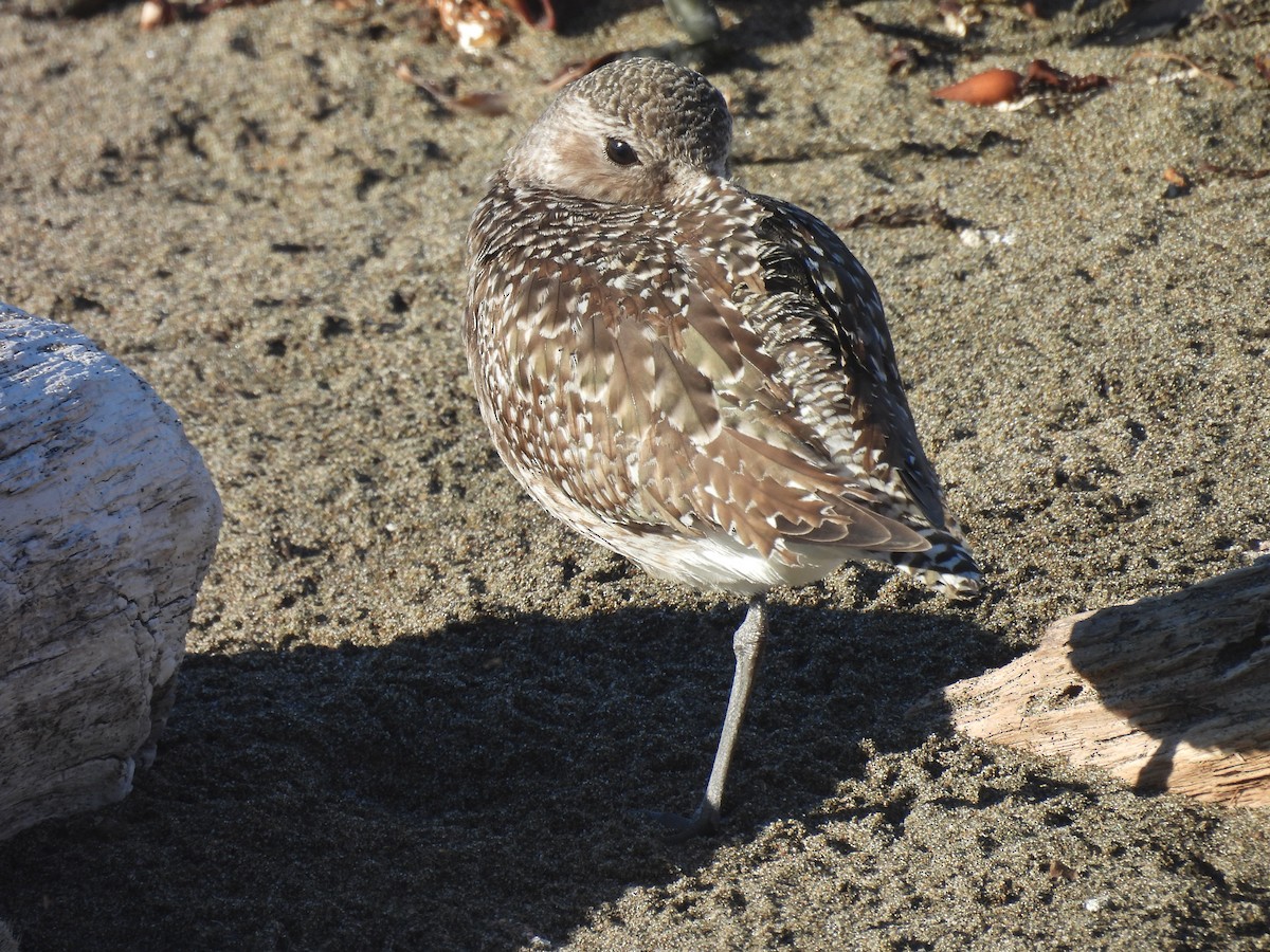 Chorlito Gris - ML646368543