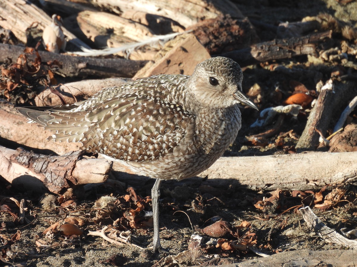 Chorlito Gris - ML646368544