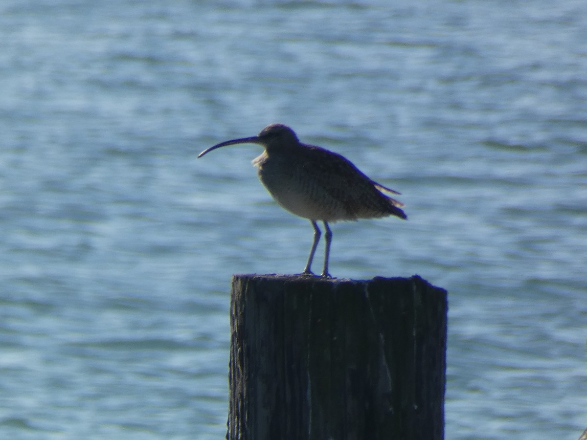 Chiurlo piccolo americano - ML646368545