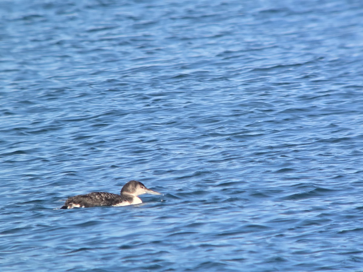 Common Loon - ML646368546