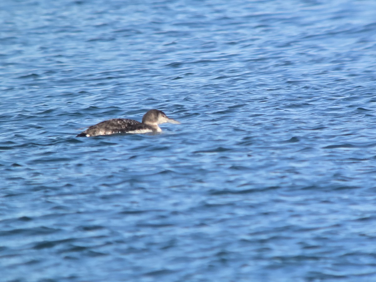 Common Loon - ML646368547