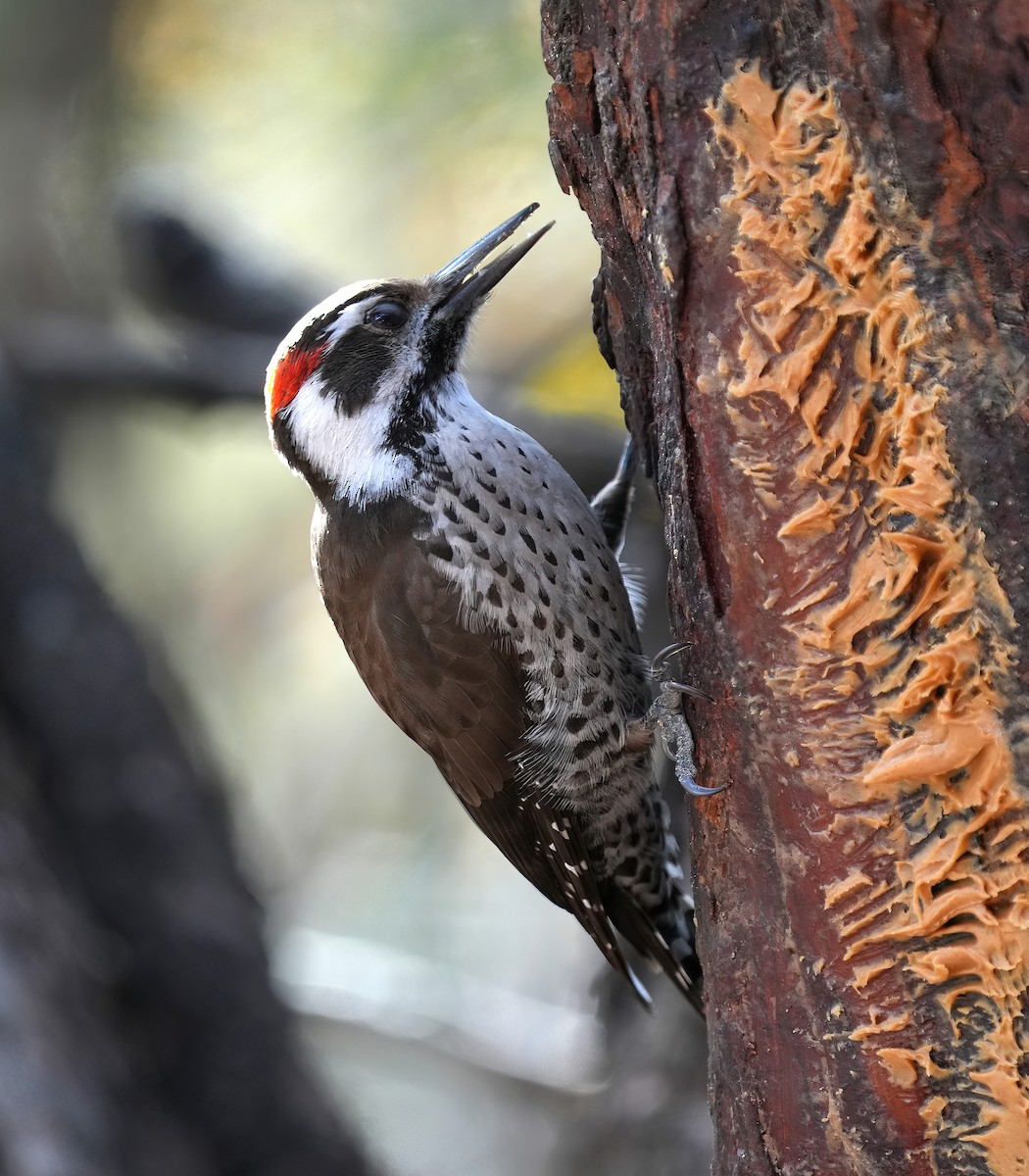 Arizona Woodpecker - ML646368548